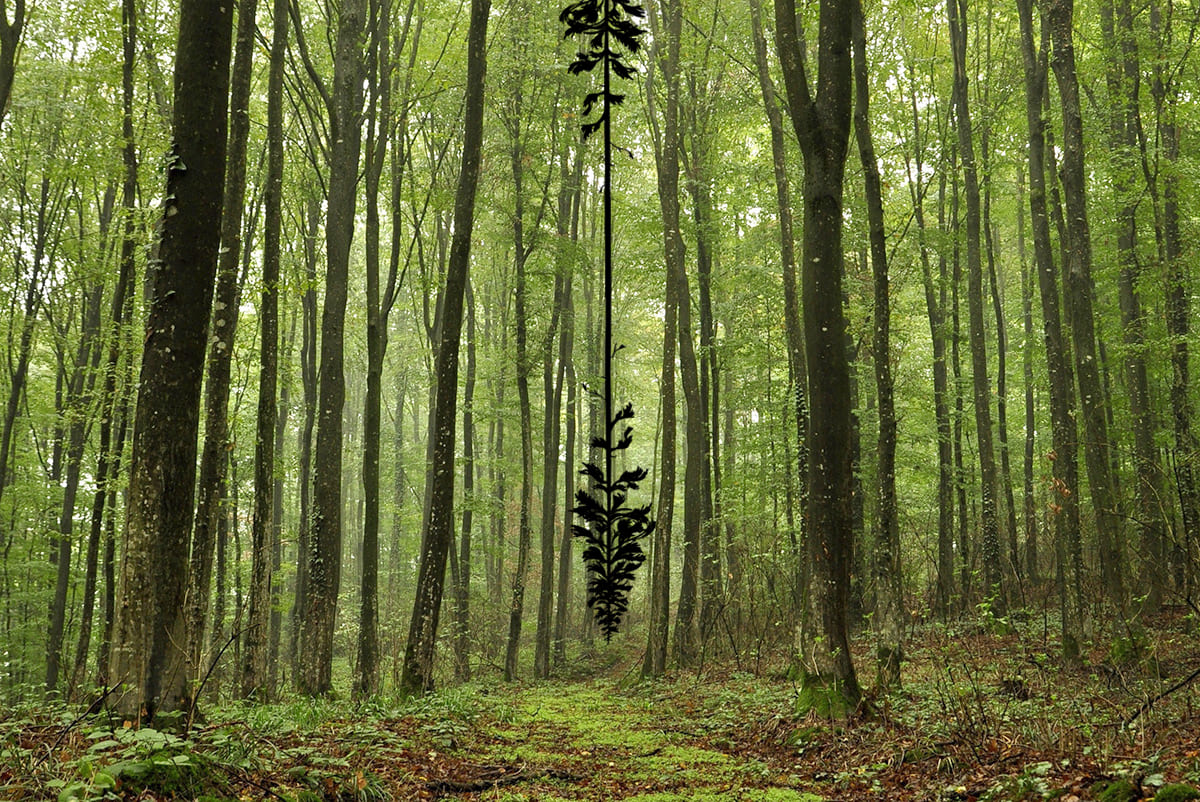 Николай Онищенко, Смешанный лес, фото пресс-служба